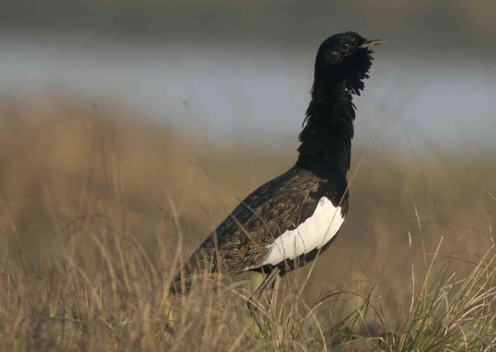 Bengal Florican