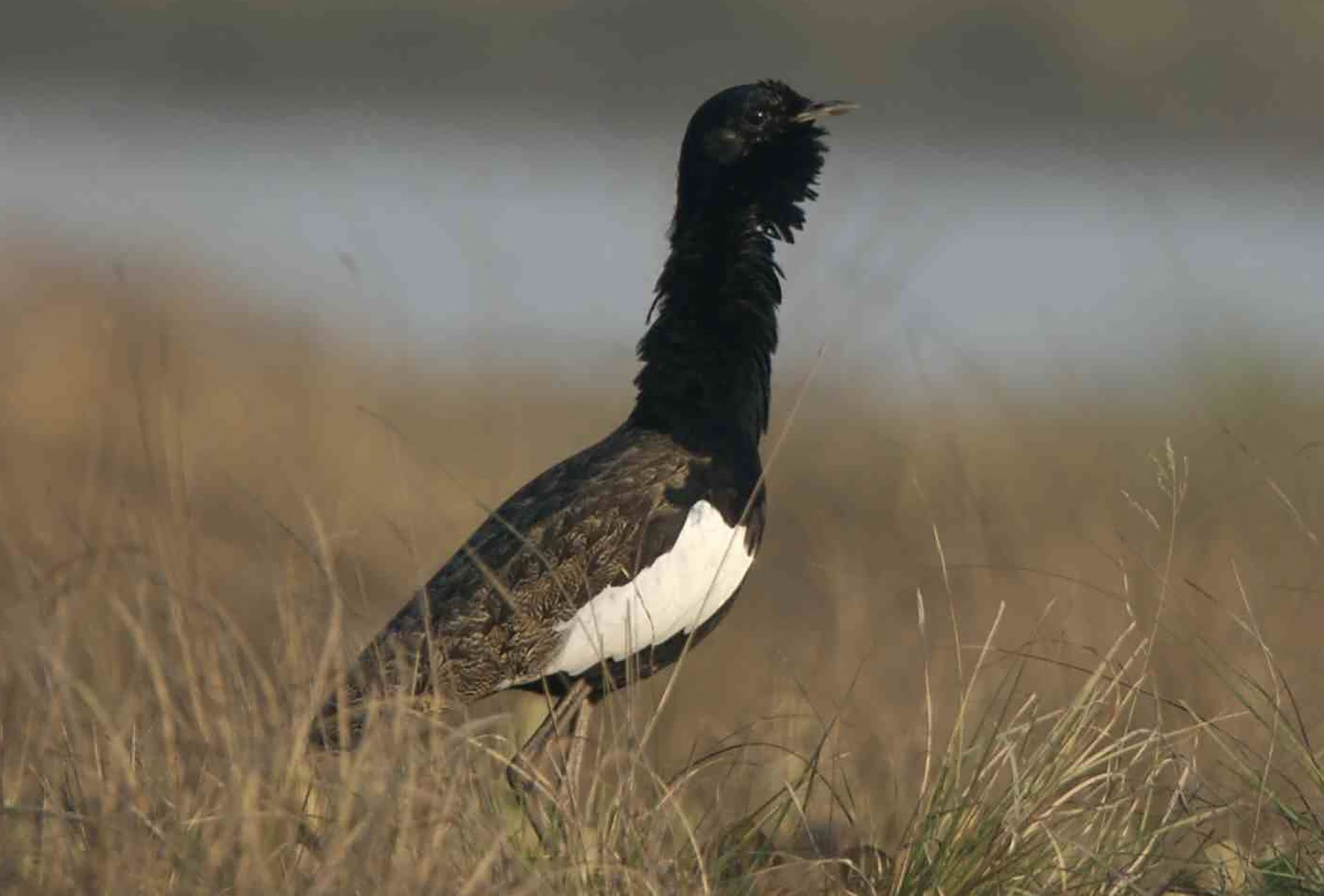 Bengal Florican