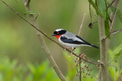 The Cherry-throated Tanager, by Gustavo Magnago