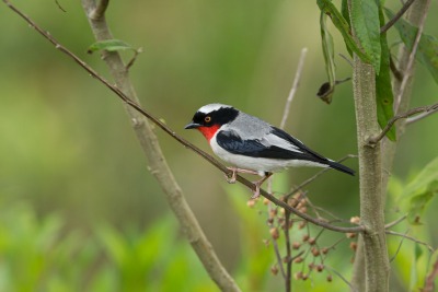 Cherry-throated Tanager