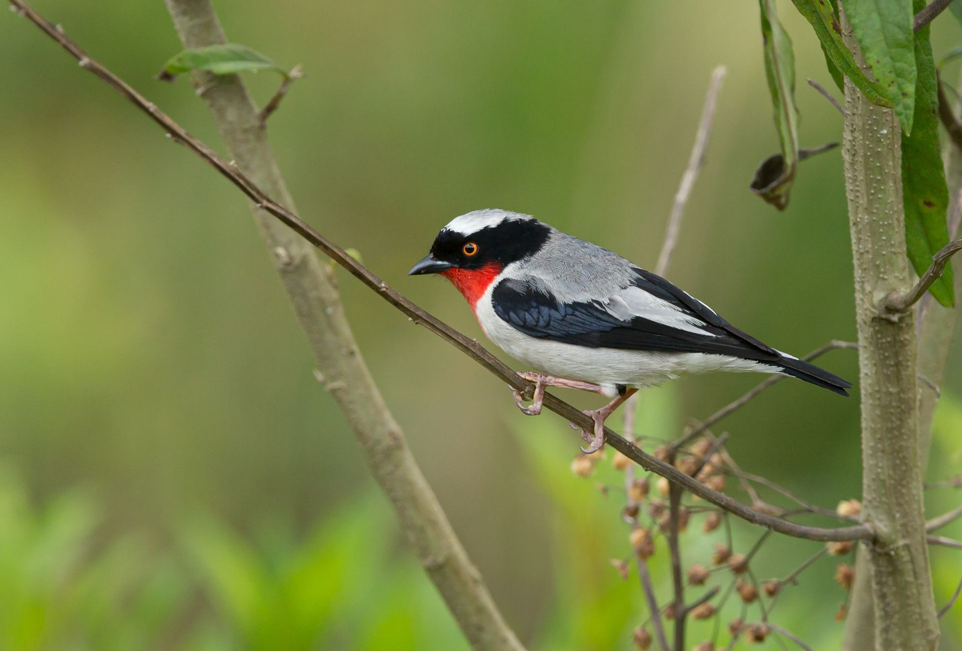 Cherry-throated Tanager