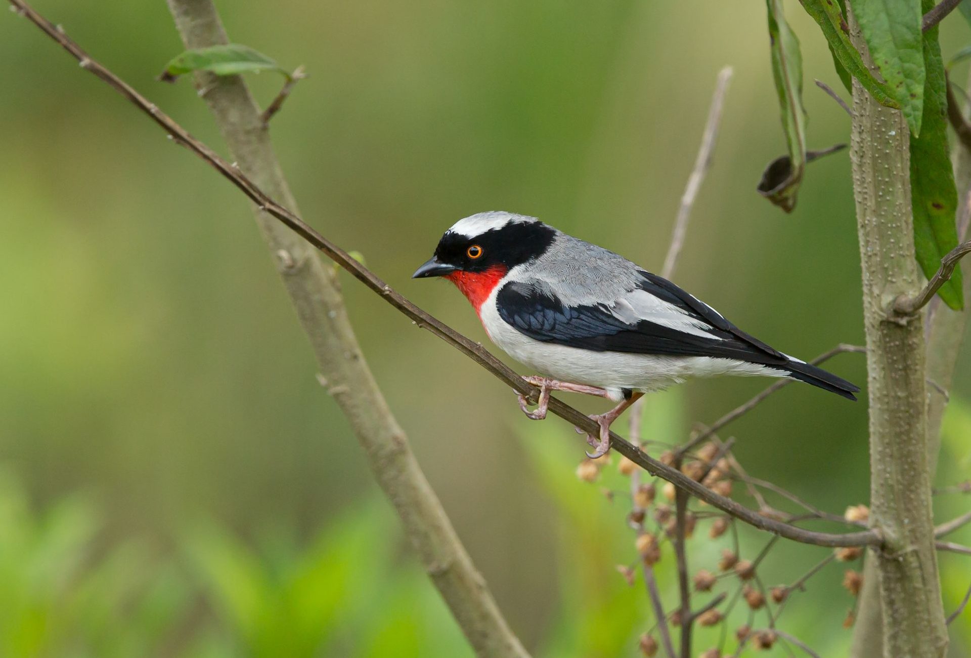 The Cherry-throated Tanager, by Gustavo Magnago