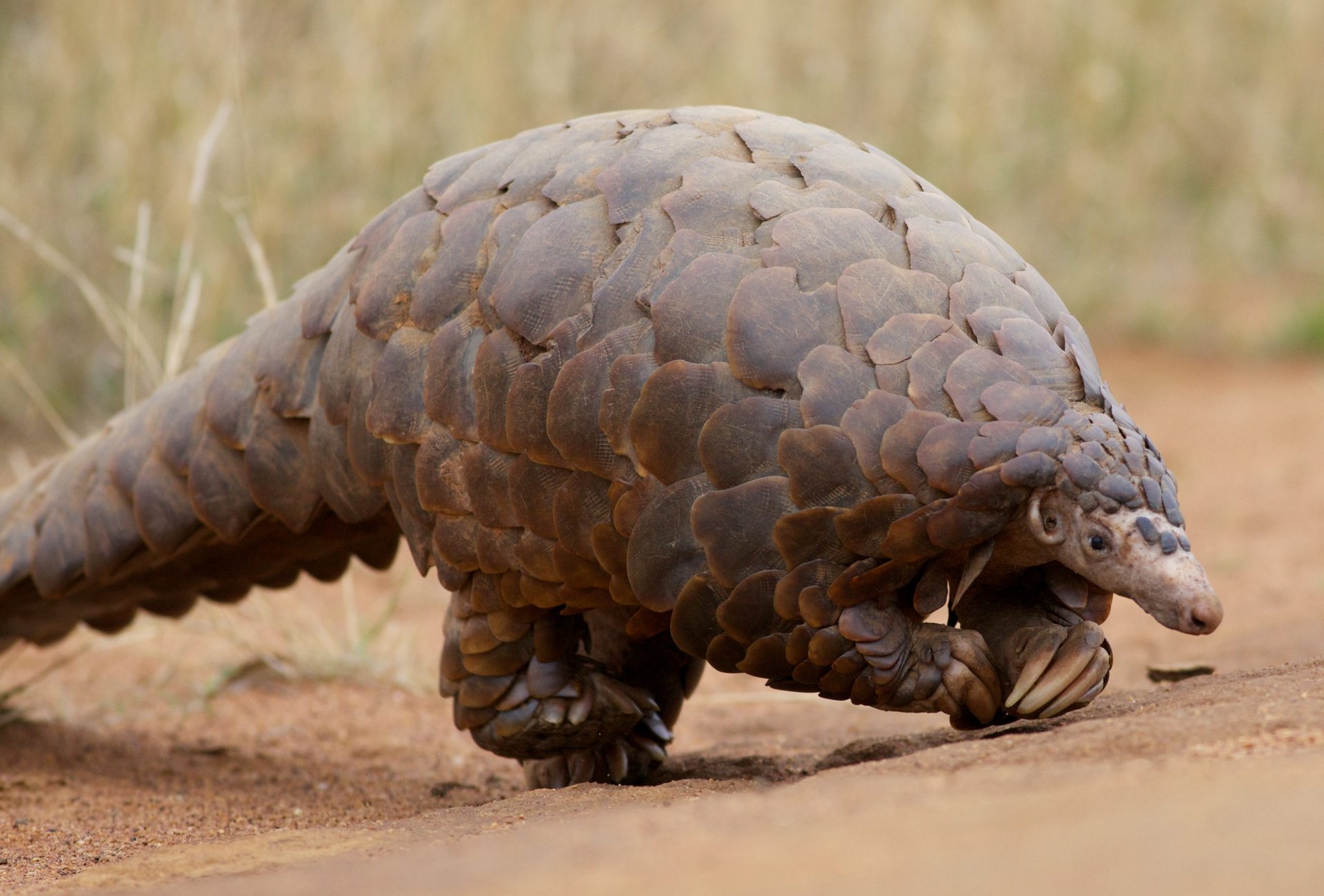 Chinese Pangolin, by David Brossard