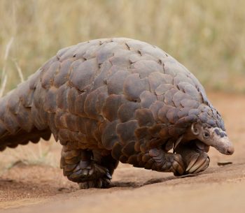 Chinese Pangolin, by David Brossard