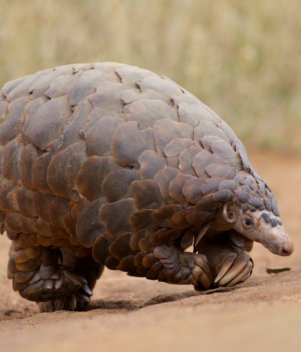 Chinese Pangolin, by David Brossard