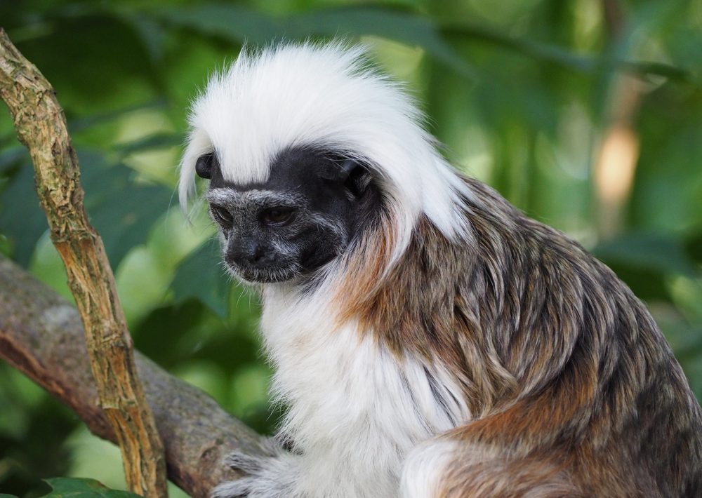 Colombia Cotton headed Tamarin