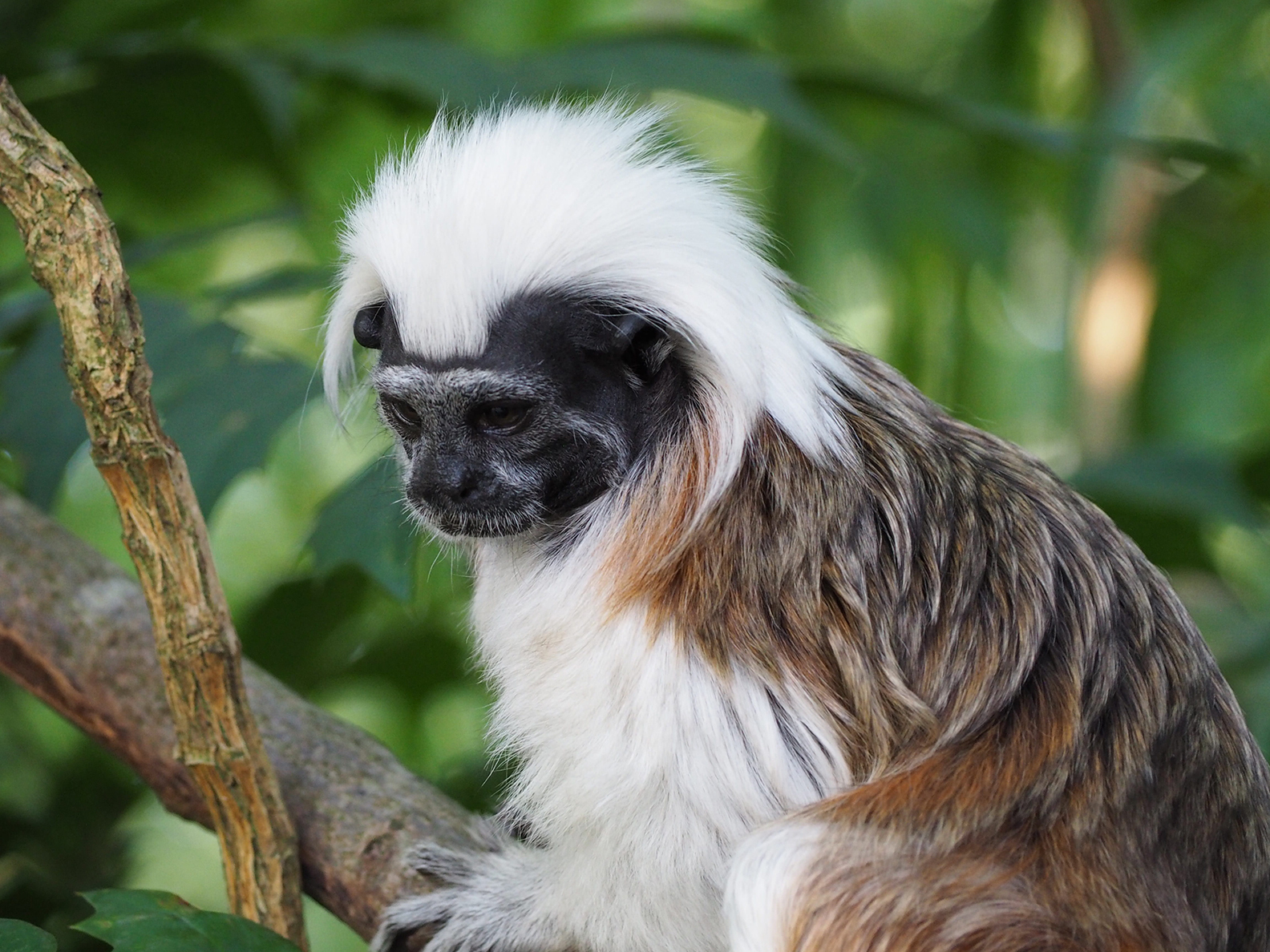 Cotton-top Tamarin