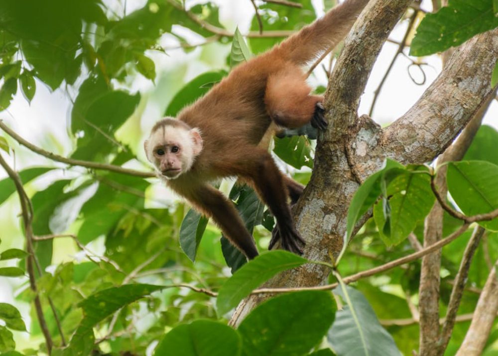 The Varied White-fronted Capuchin, photo by Santiago Rosado/Fundación Biodiversa