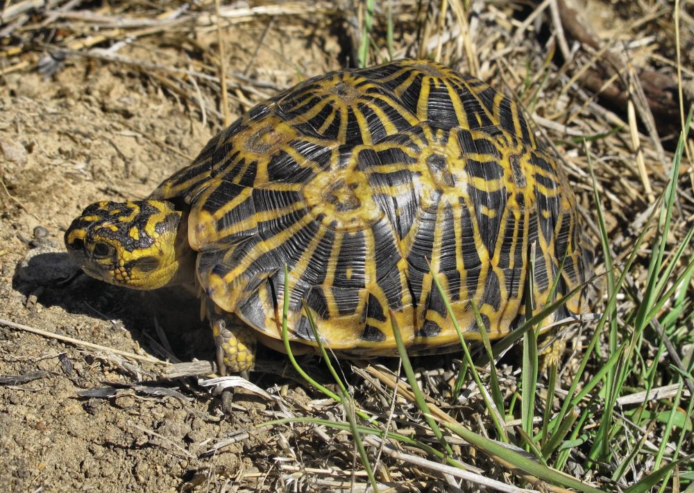 Geometric Tortoise