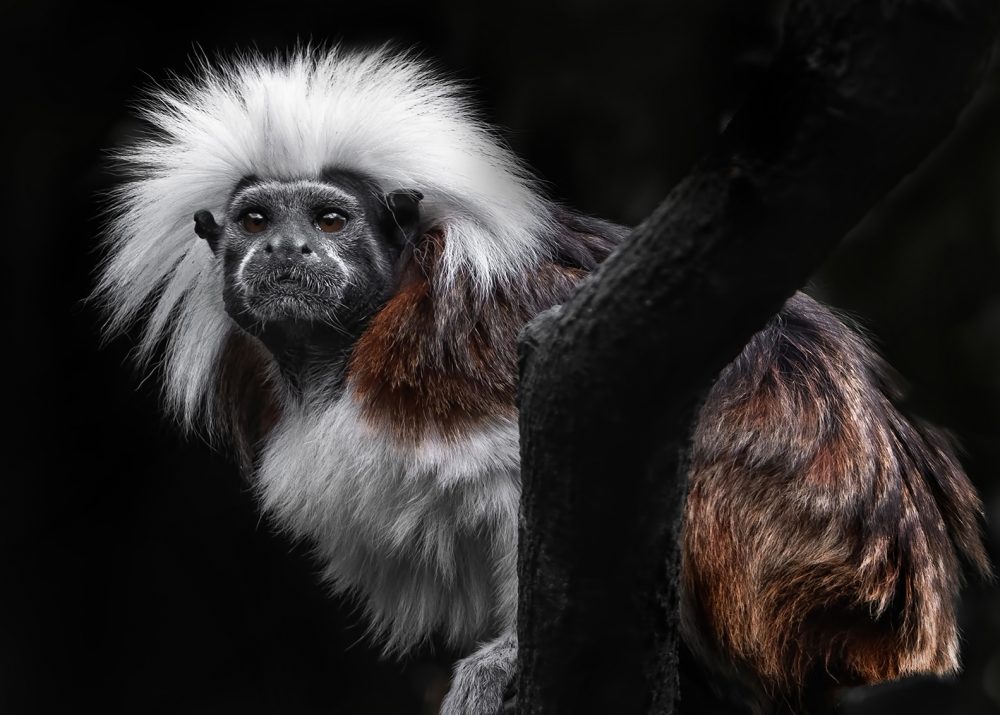 The Cotton-top Tamarin, by Carolyn Smith