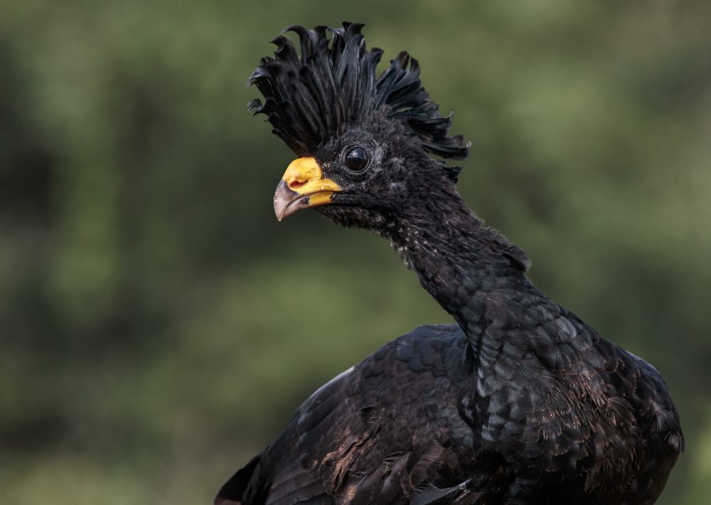 The Great Curassow, by Andy Morffew