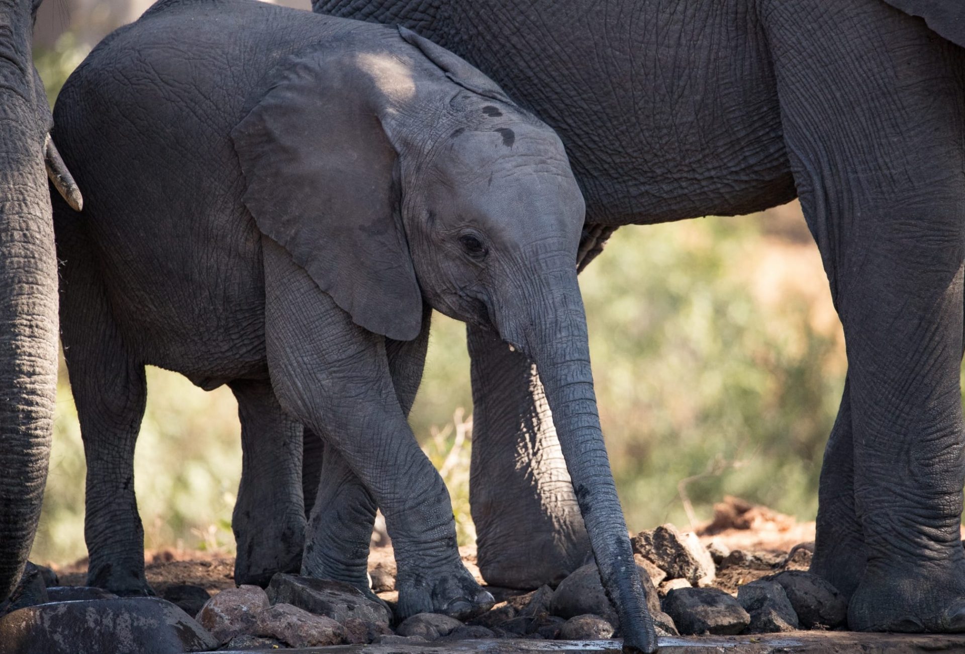 Save habitat for Elephants – Rainforest Trust