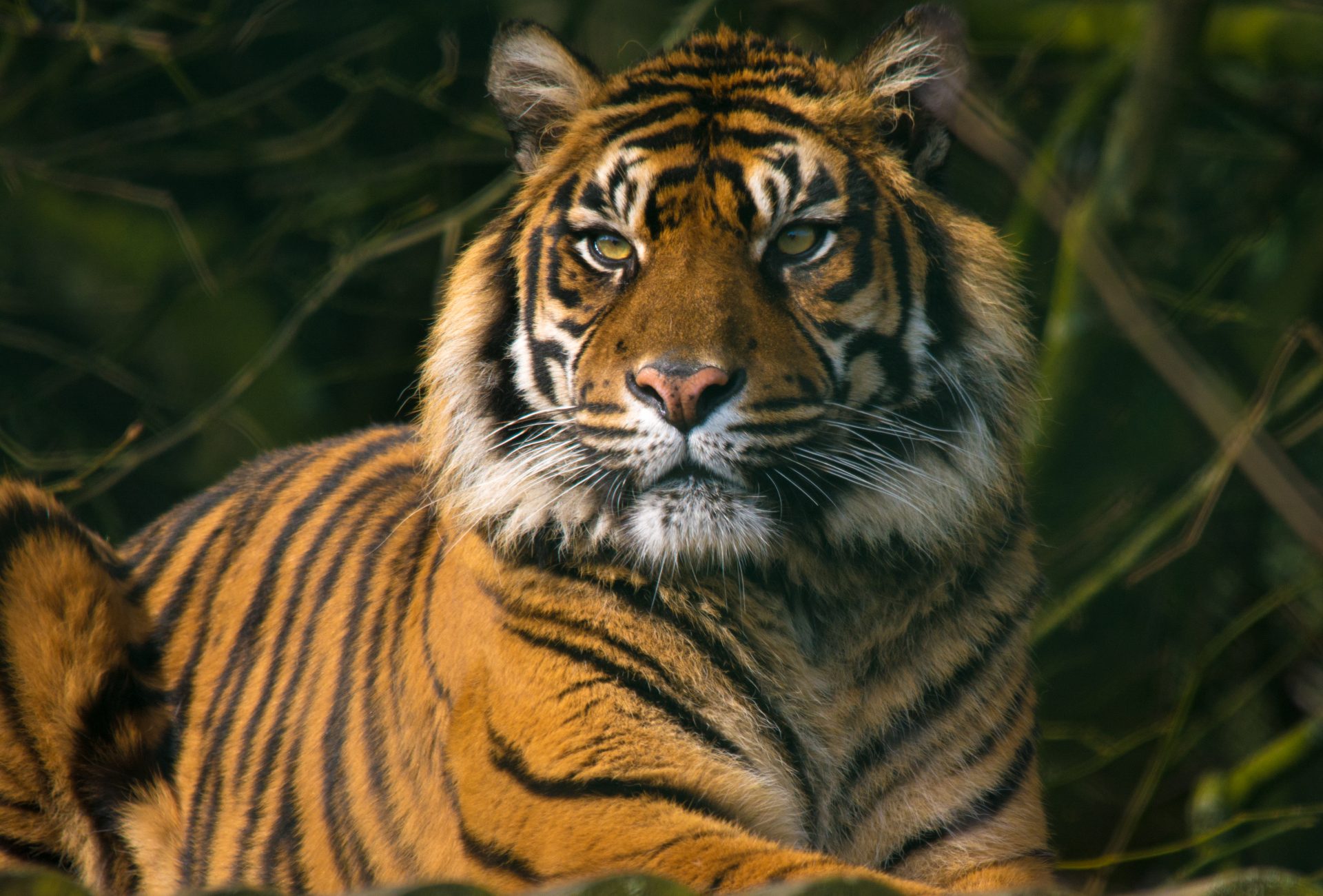 Sumatran Tiger