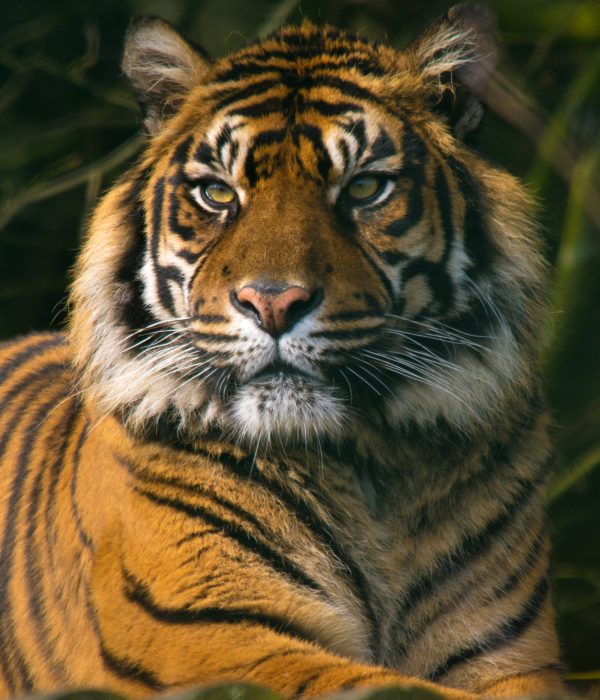 Sumatran Tiger