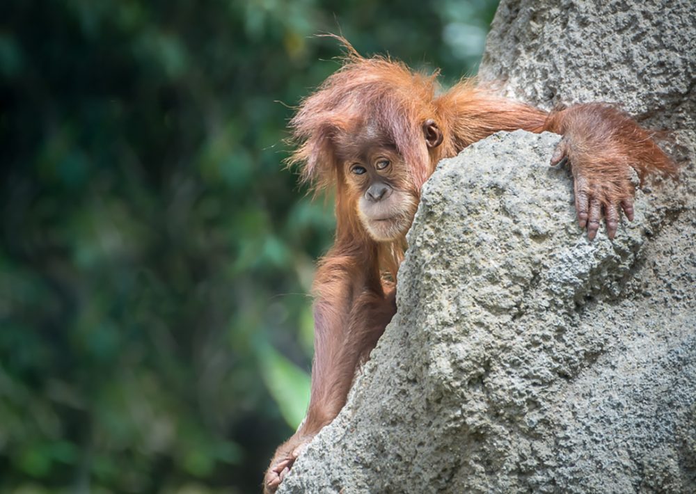 18 month old orangutan, Aisha, explores the artificial termite mound all by herself @ San Diego Zoo month old orangutan, Aisha, explores the artificial termite mound all by herself @ San Diego Zoo