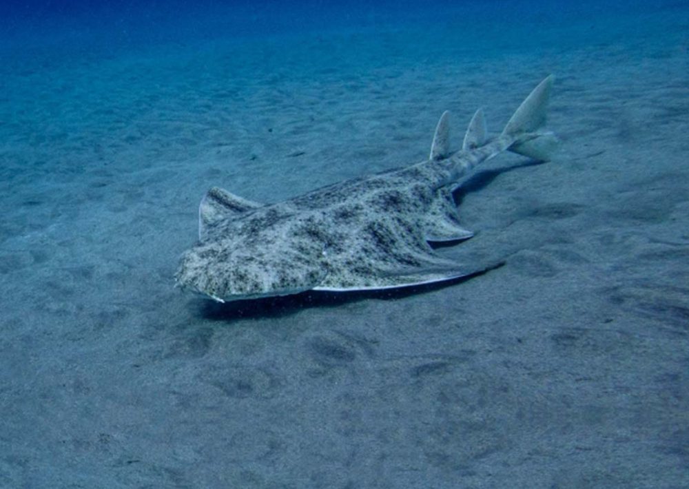 Angelshark