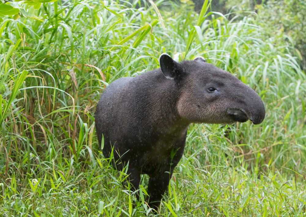 Baird’s Tapir