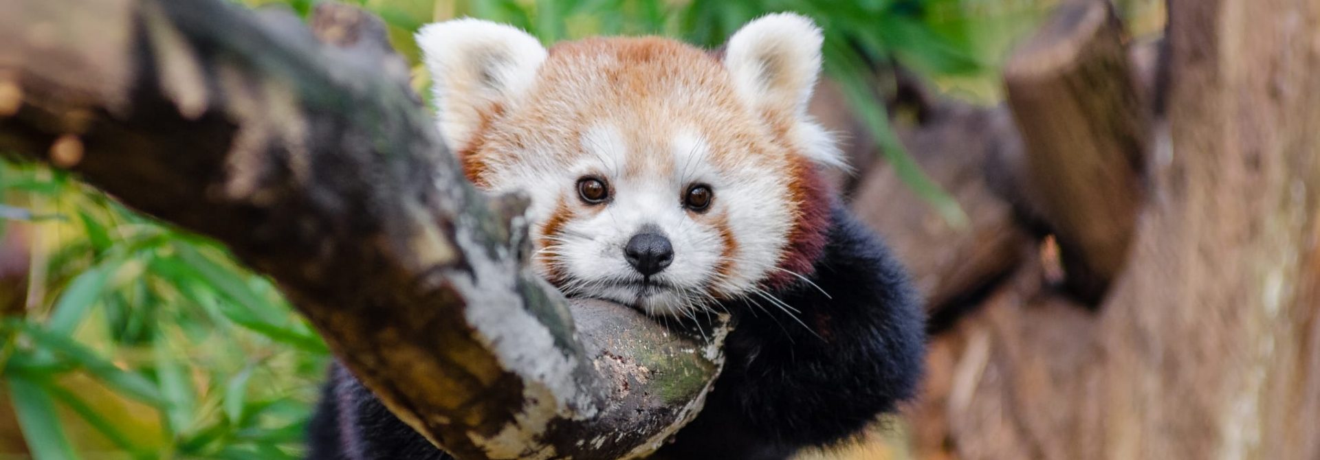 Red Panda