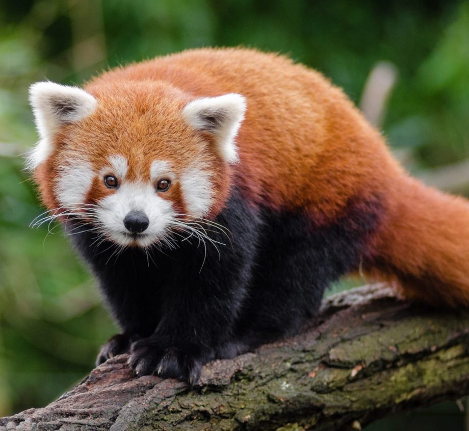 Red Panda on a log