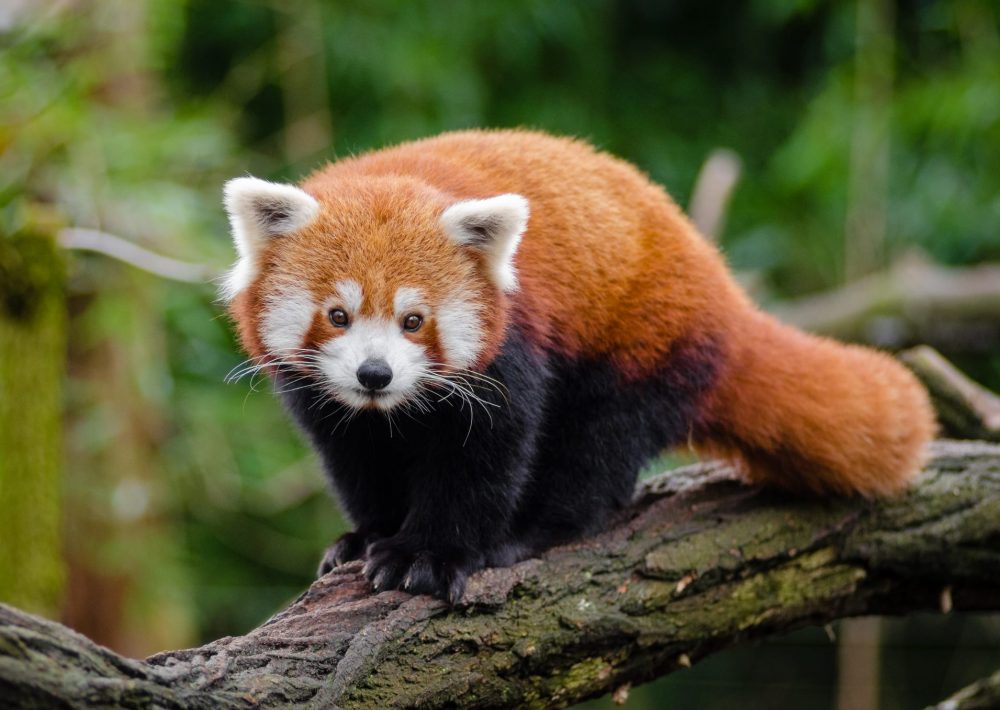 Red Panda