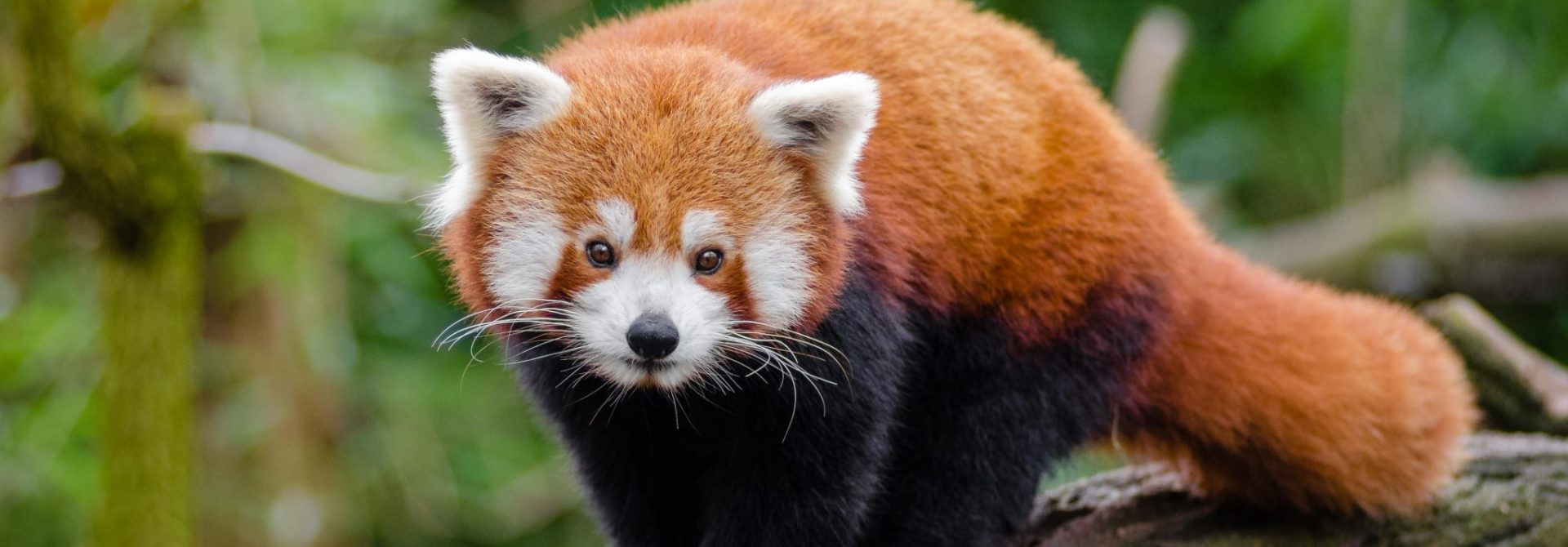 Red Panda