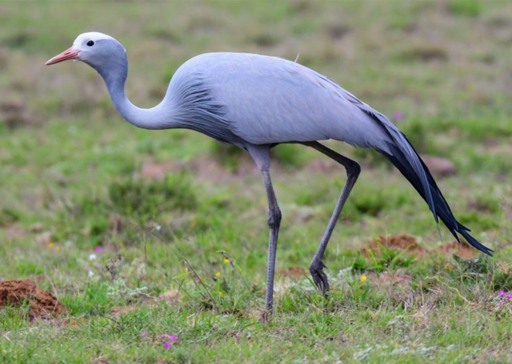 Blue Crane