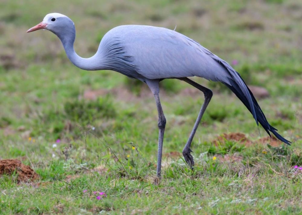 Blue Crane