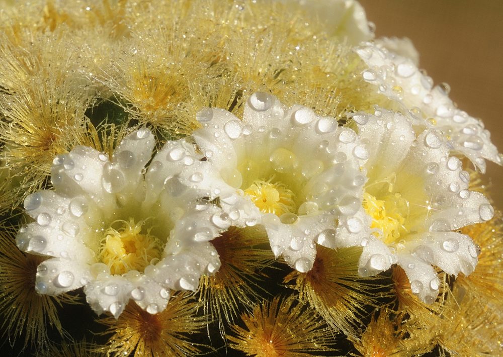 Mammillaria carmenae