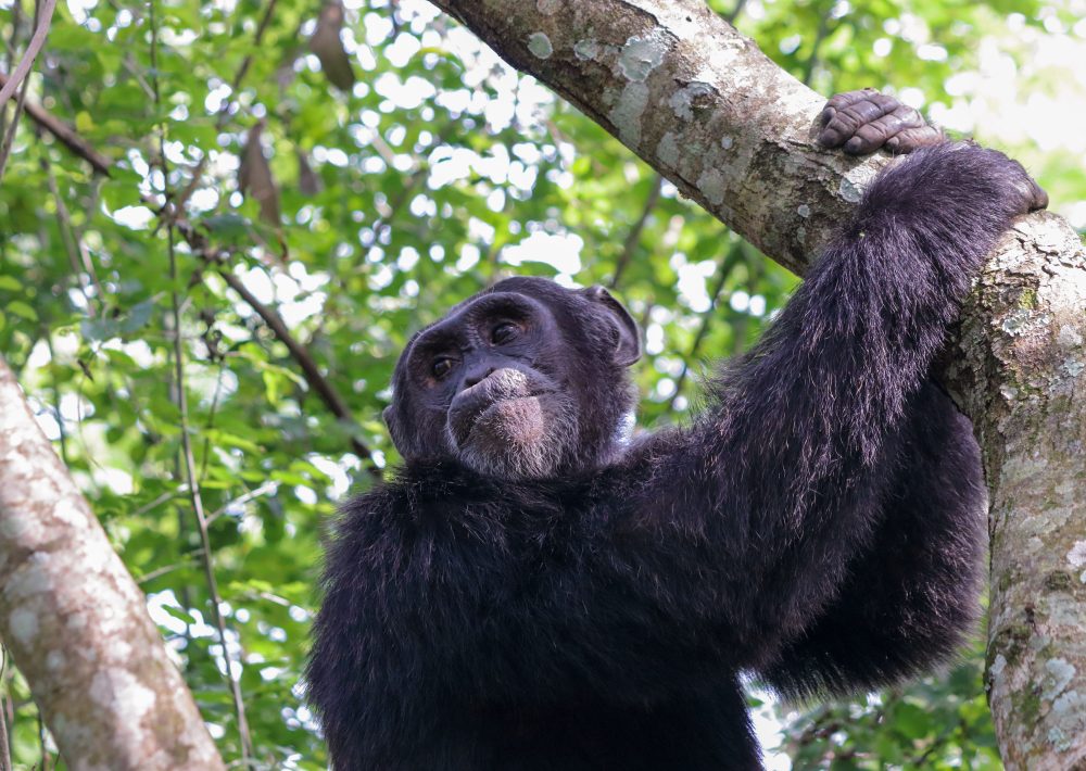 Chimpanzee in a tree