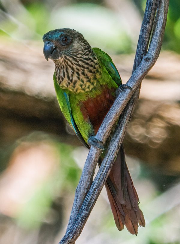Santarem Parakeet perched on a branch