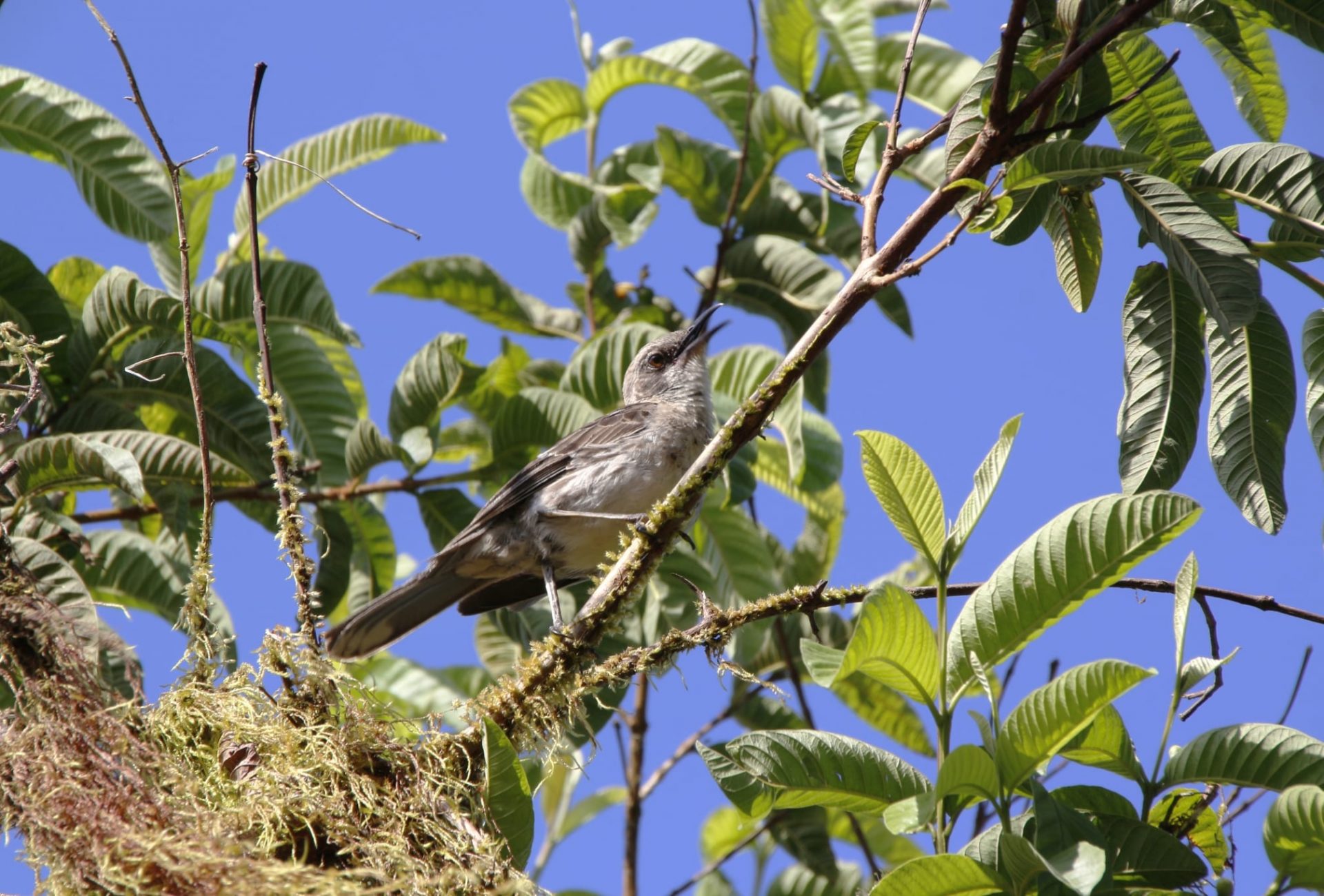 Galapagos Bird Ecuador