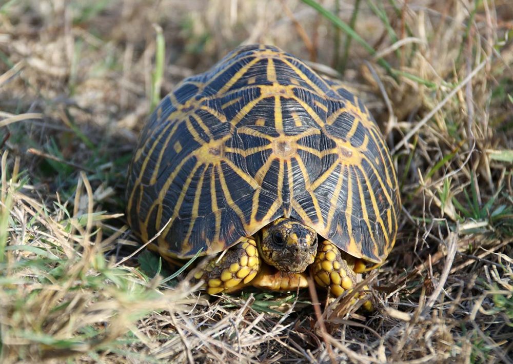 South Africa, Geometric Tortoise