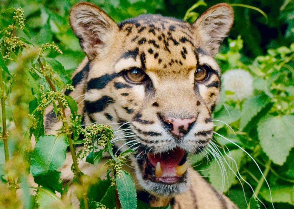 Clouded Leopard