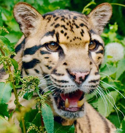 Clouded Leopard