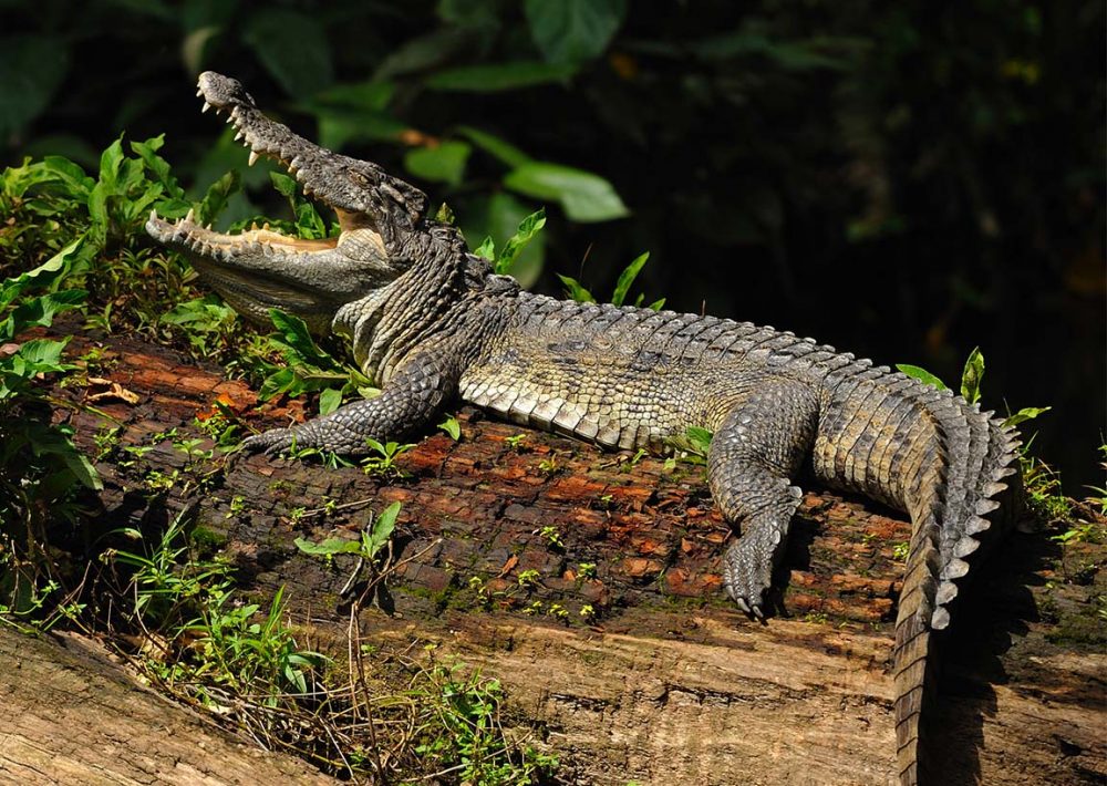 Siamese Crocodile