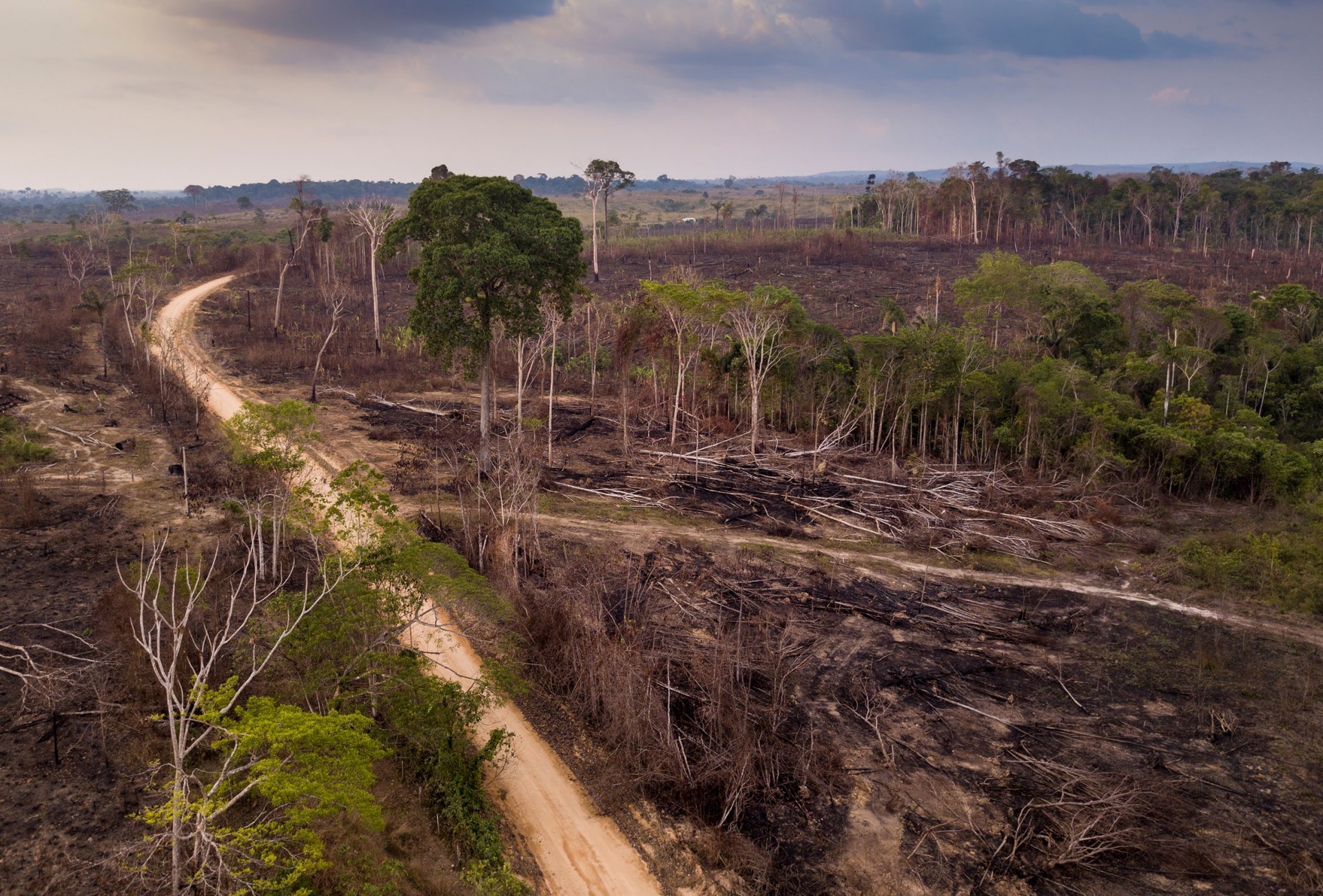 Deforestation in Brazil, by Paralaxis