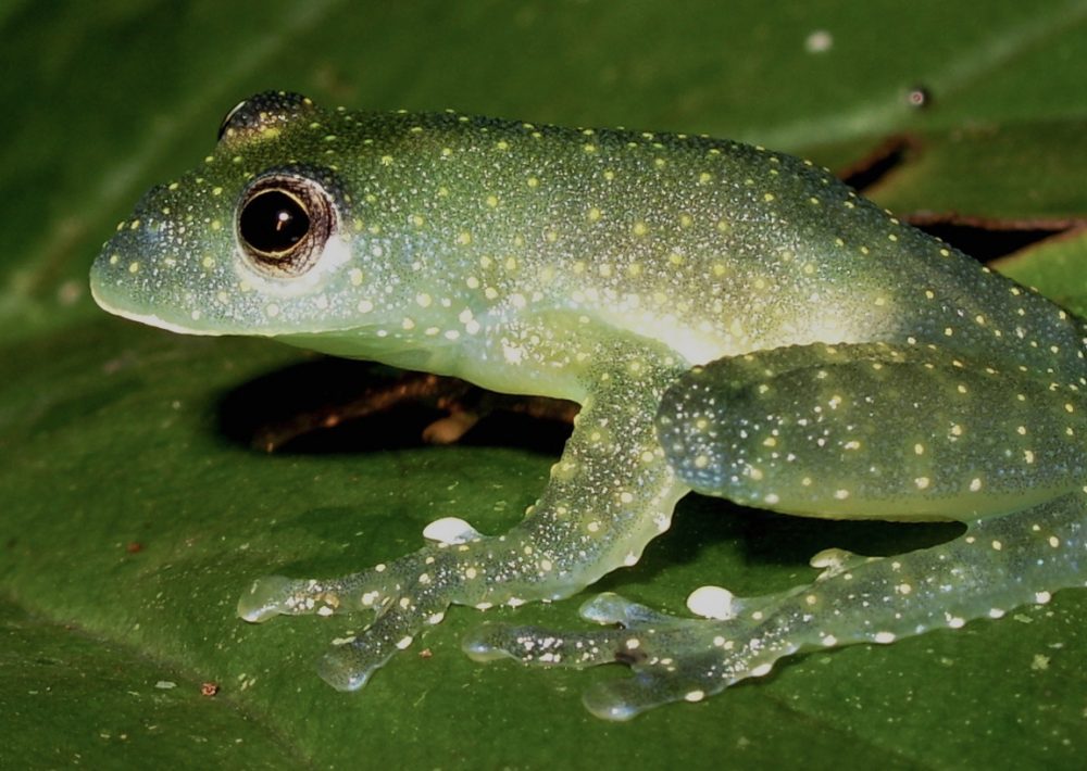 Mache Cochran Frog