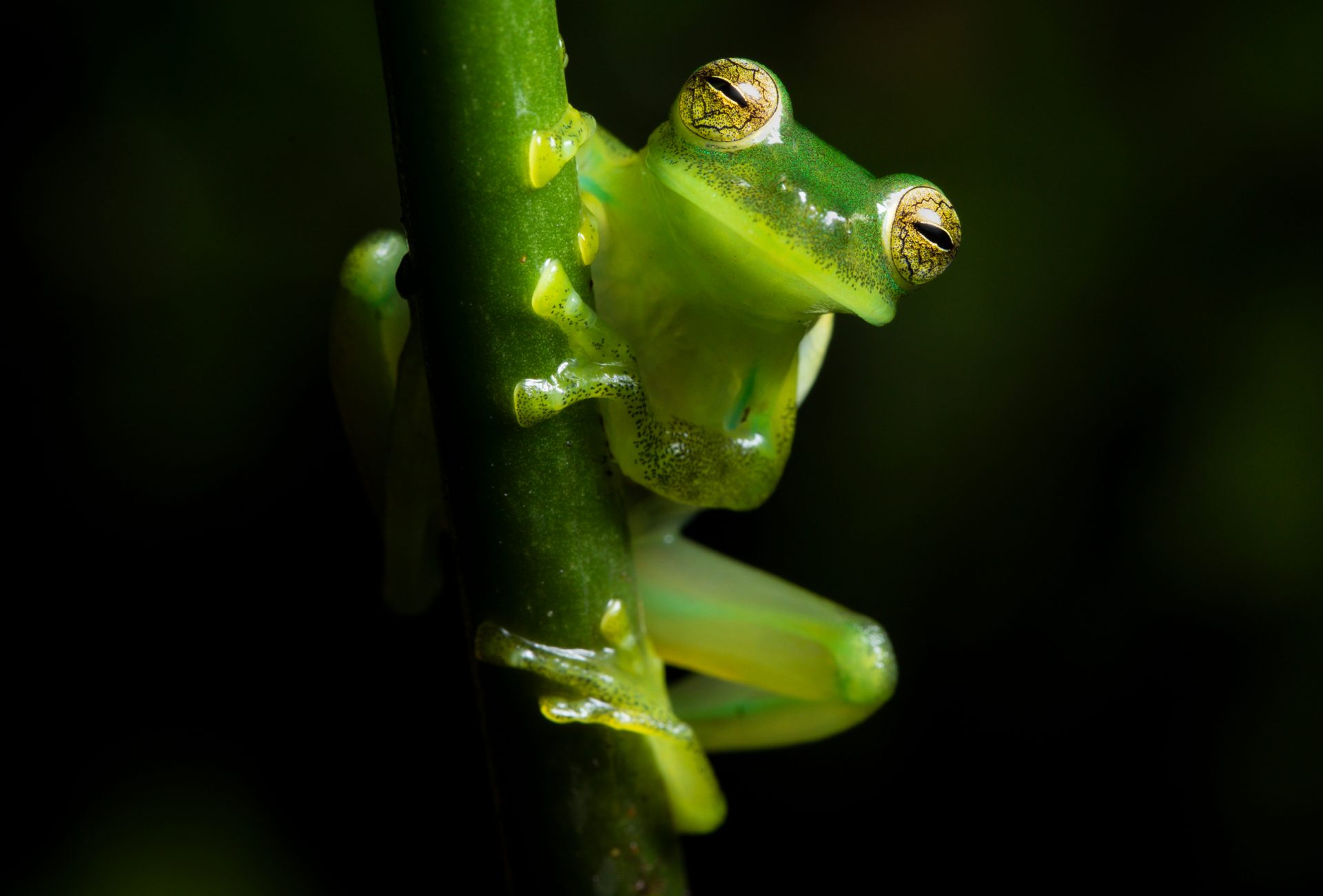 Ecuador-Reserva-Glass-Frog