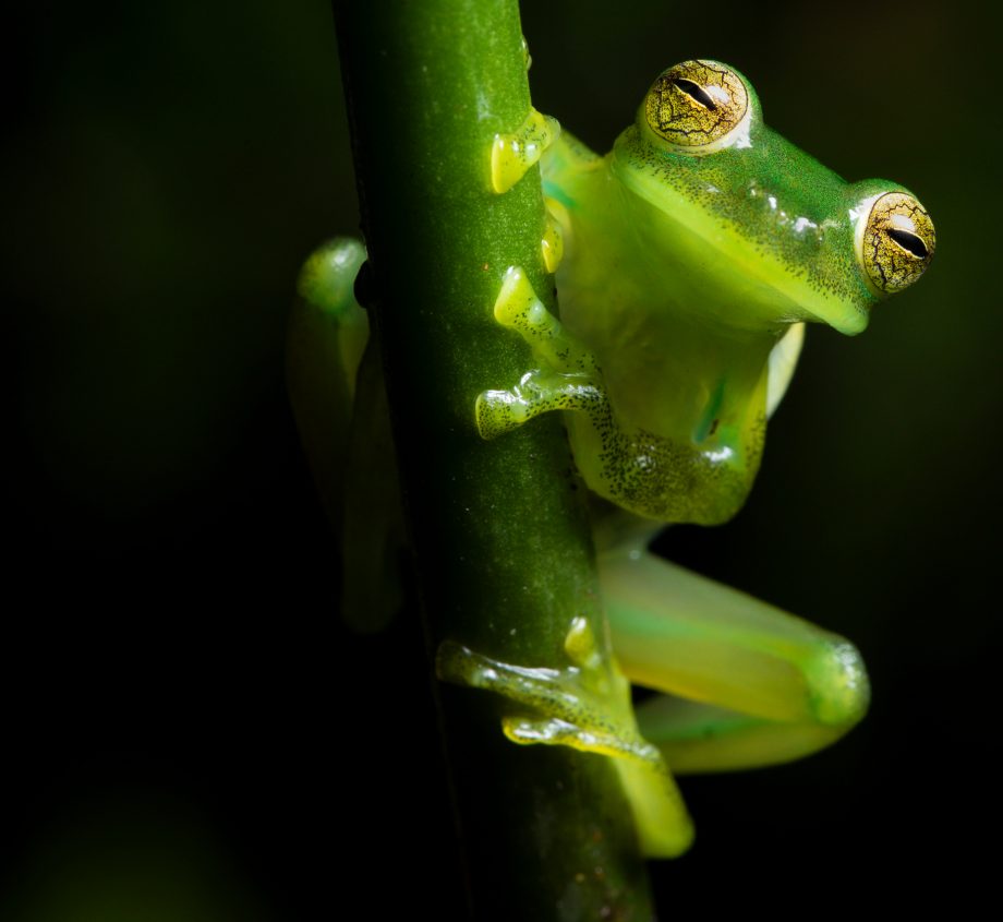 Ecuador-Reserva-Glass-Frog