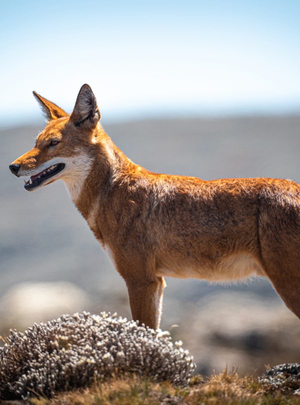 Ethiopian Wolf