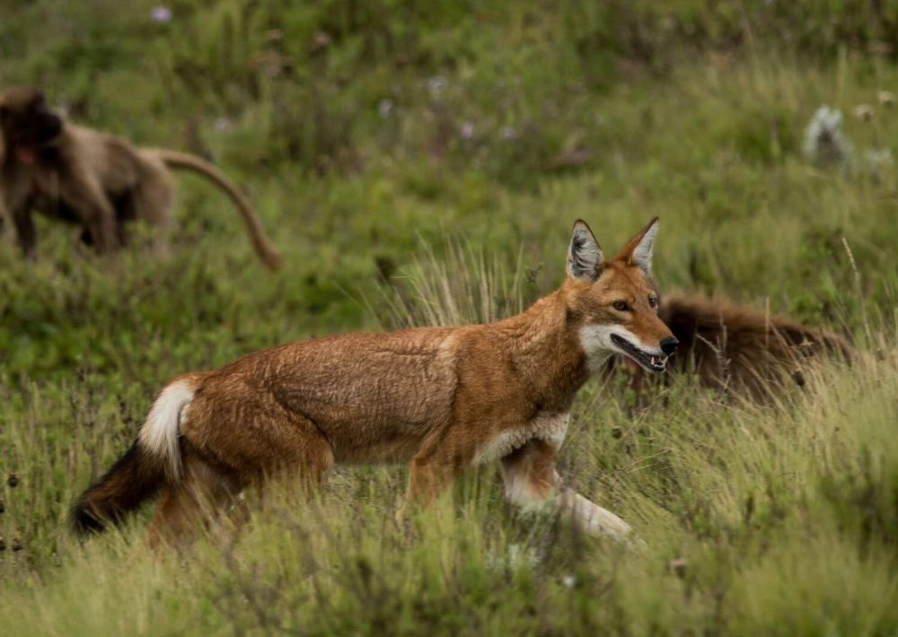 The beautiful Ethiopian Wolf, by Jeff Kerby