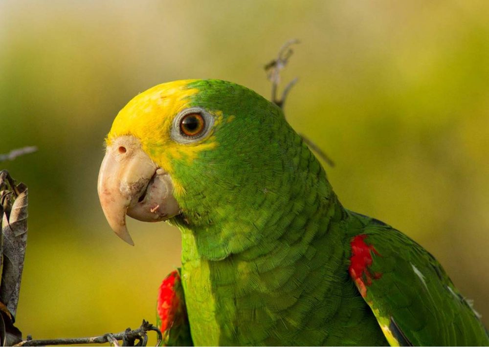 Yellow-headed Amazon, by Francis Canto