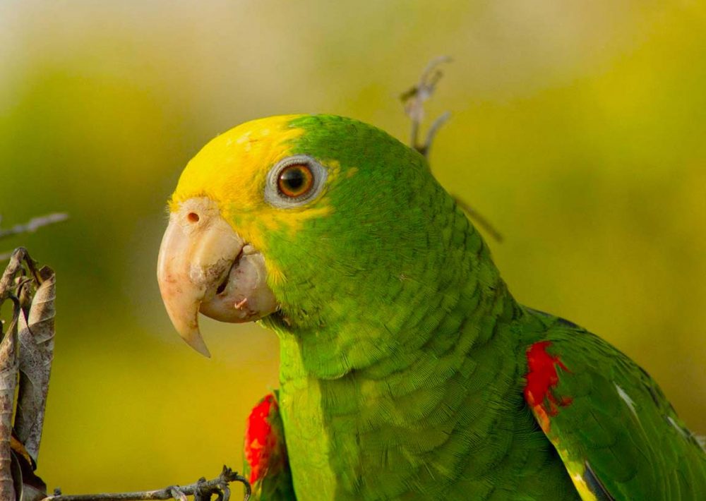 Yellow-headed Amazon, by Francis Canto