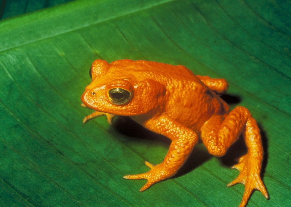 Golden Toad