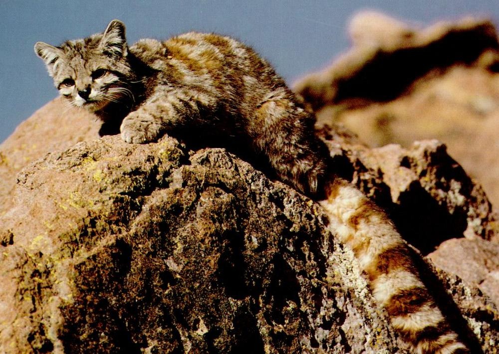 Andean Mountain Cat (EN)