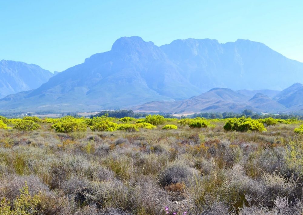 Geometric Tortoise Reserve