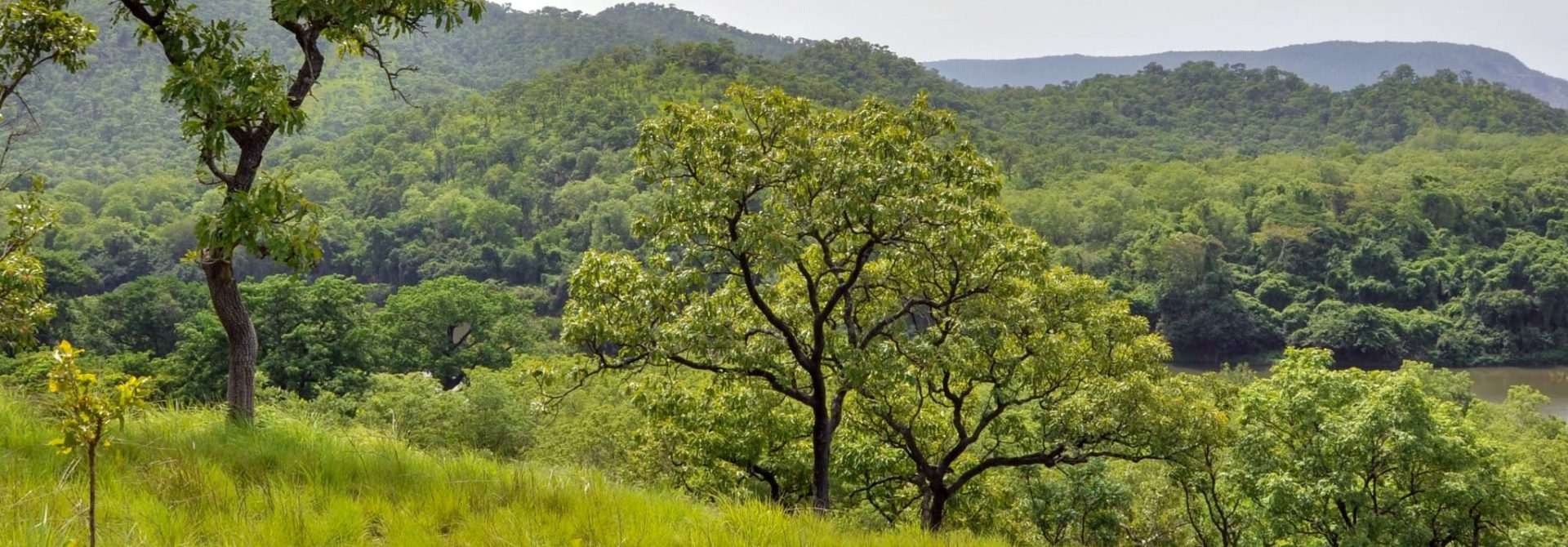Ghana Rainforest