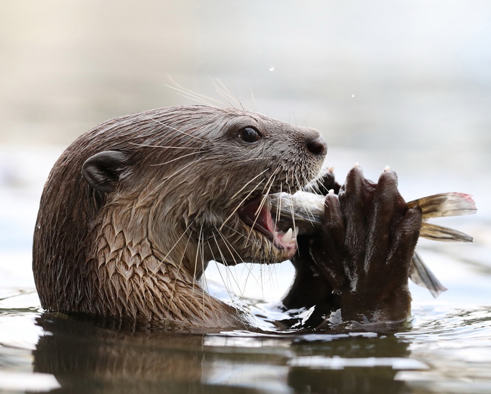 Giant Otter eating a fish