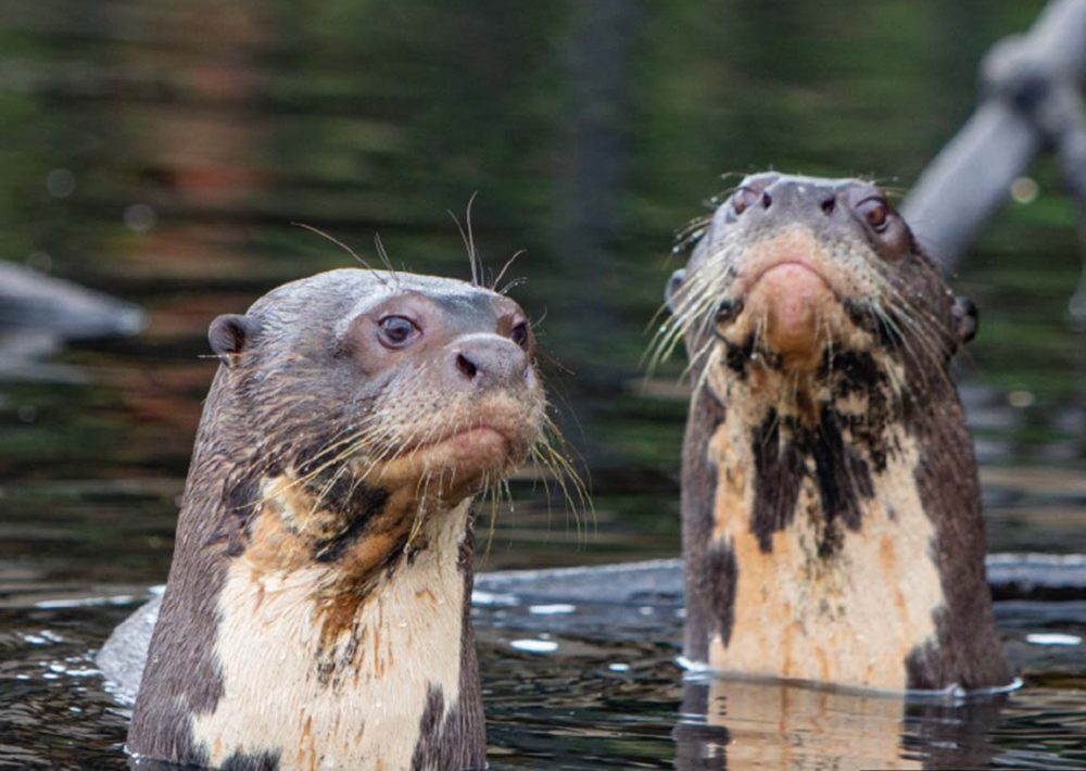 The Endangered Giant Otter, by John Giese