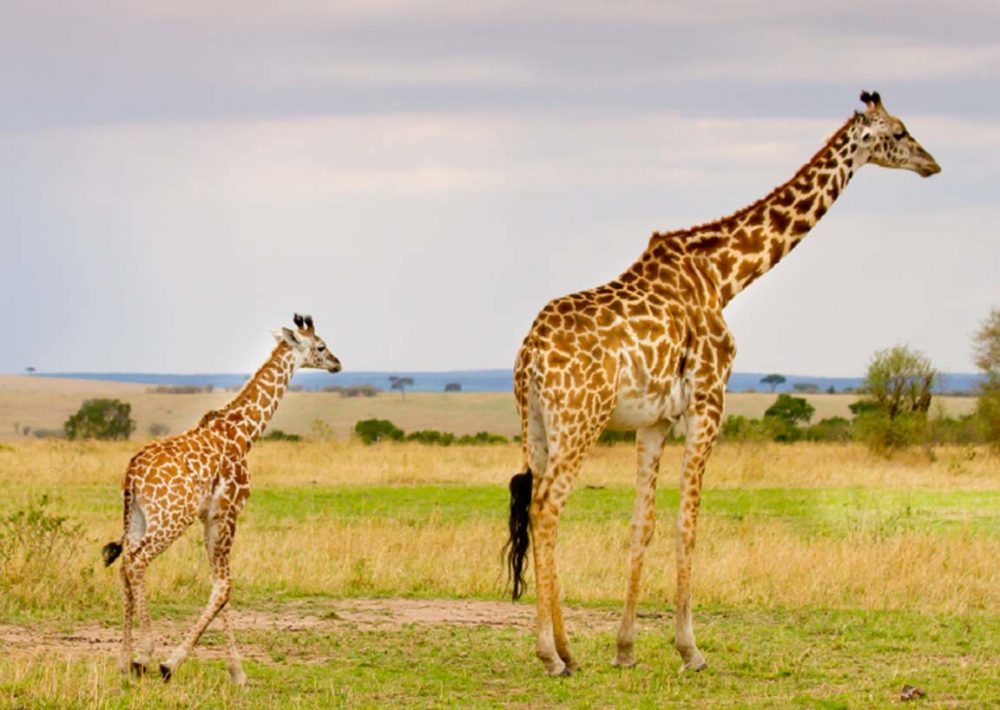 Reticulated Giraffe